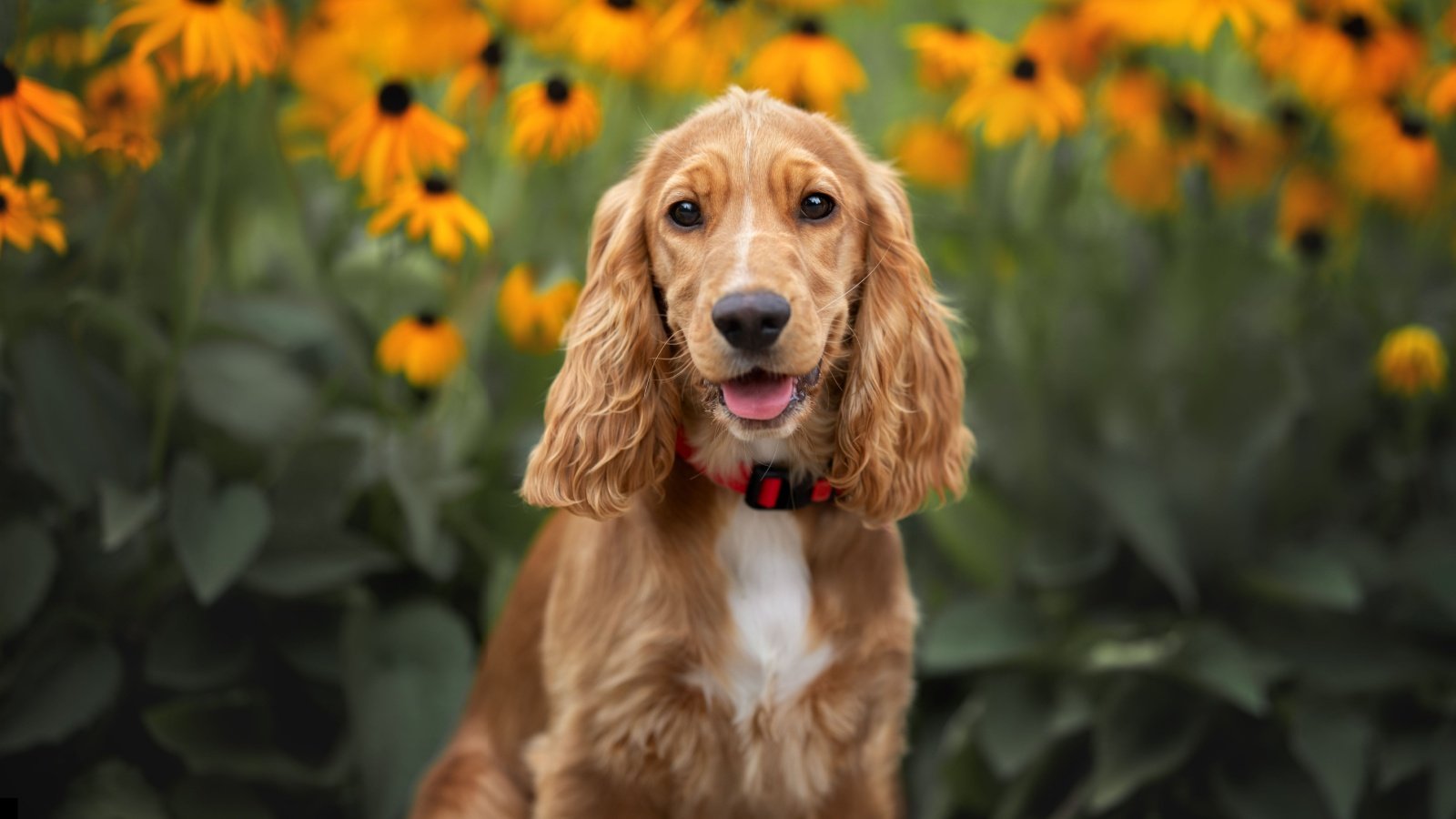 english cocker spaniel puppy dog otsphoto Shutterstock