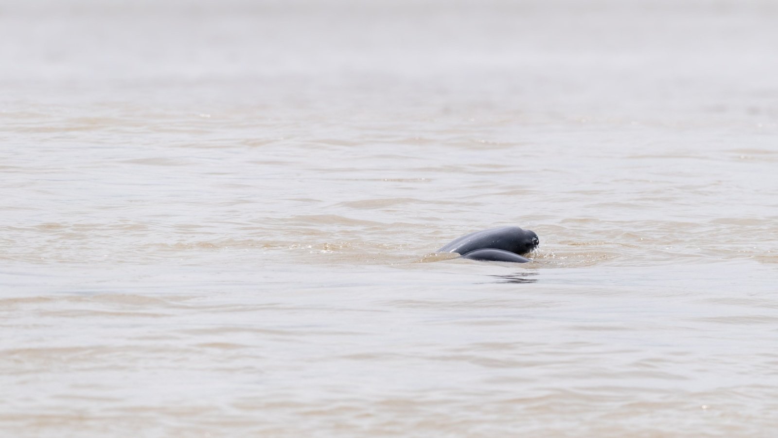 finless porpoise in the yangtze river China chuyuss Shutterstock