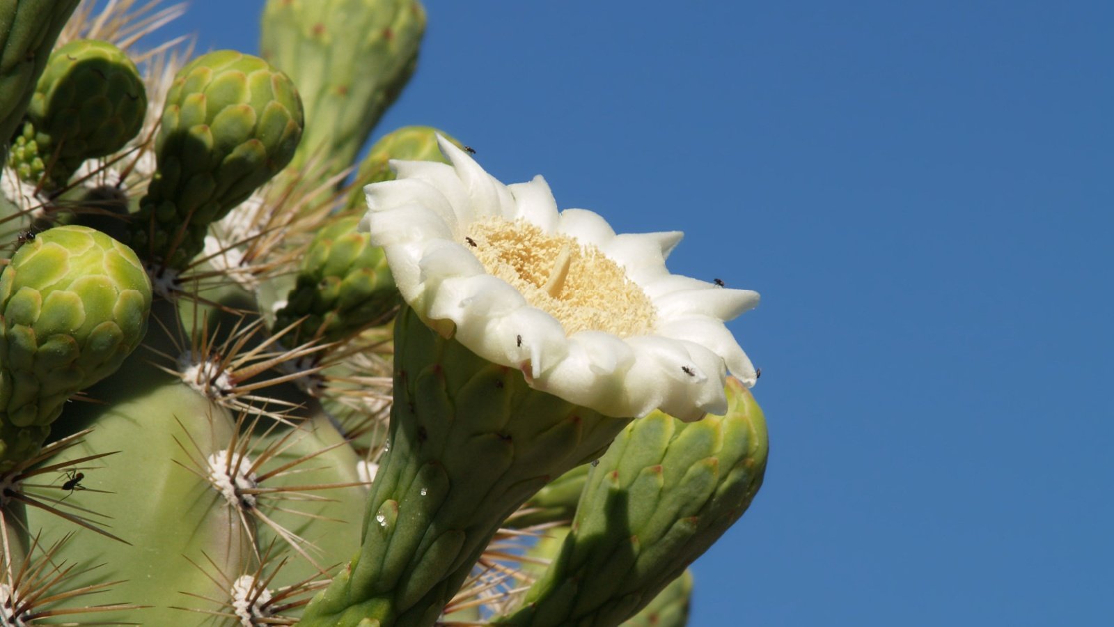 flower of the Arizona Saguaro Cactus native american food syrup Deep Desert Photography Shutterstock