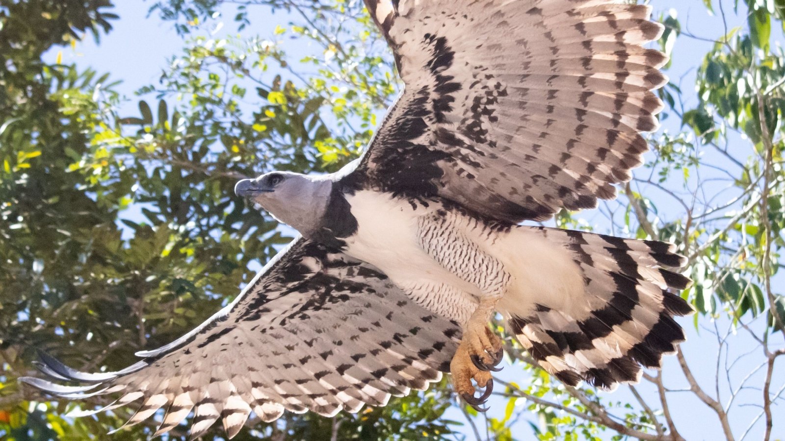 harpy eagle bird flying wings animal Alves Silva K R Shutterstock