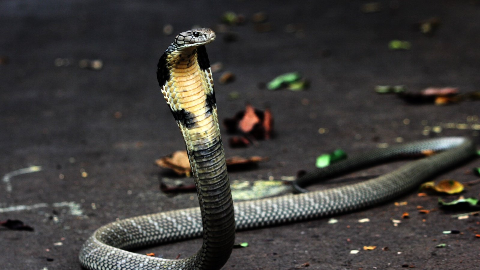 king cobra or Ophiophagus hannah snake Padodo Shutterstock