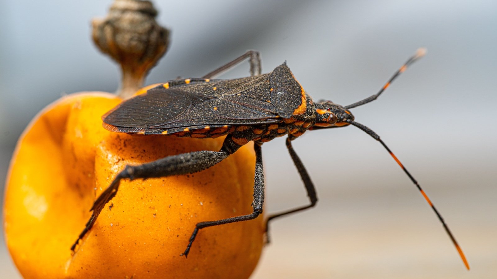 kissing bug known in Latin America as vinchuca Oktavianus Mulyadi Shutterstock kissing bug known in Latin America as vinchuca Oktavianus Mulyadi Shutterstock