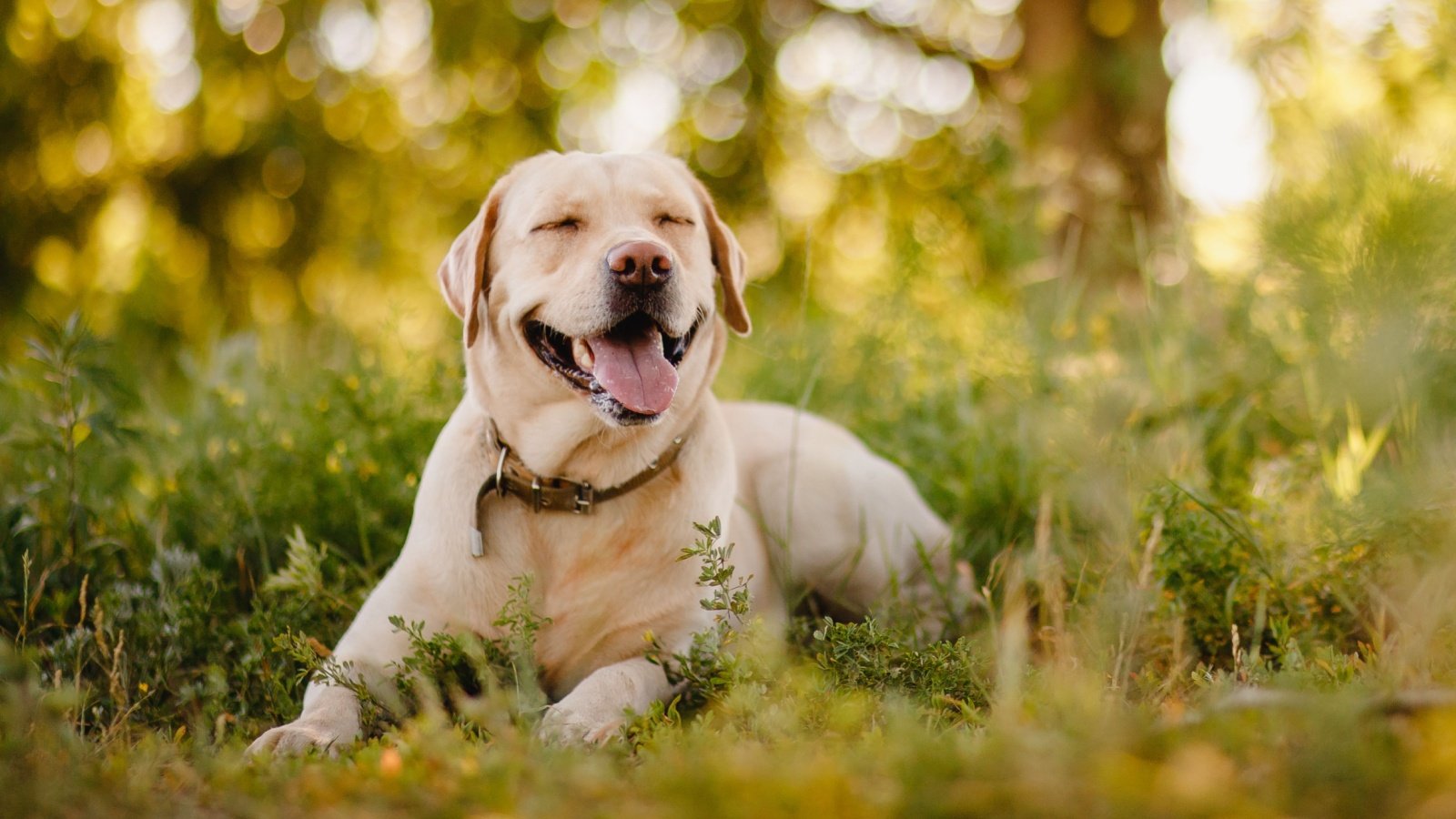 labrador retriever dog Parilov Shutterstock