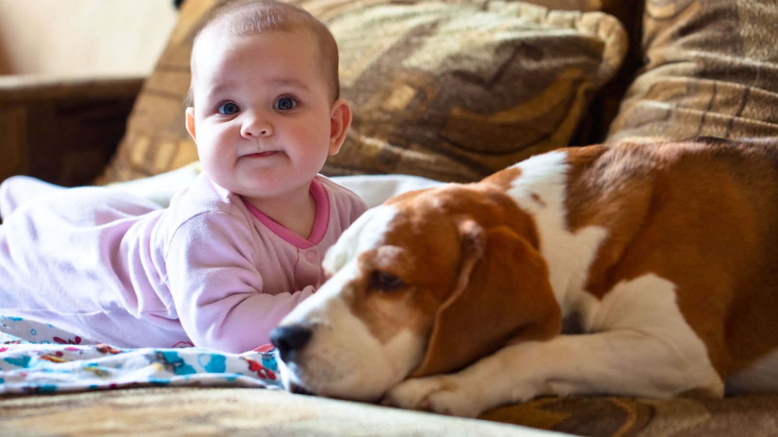 little girl playing with a dog igor shutterstock