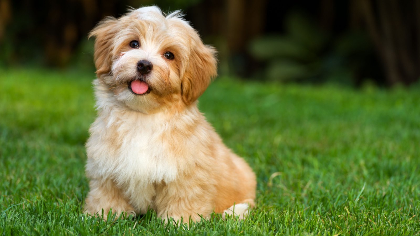 little orange havanese puppy dog Dorottya Mathe Shutterstock