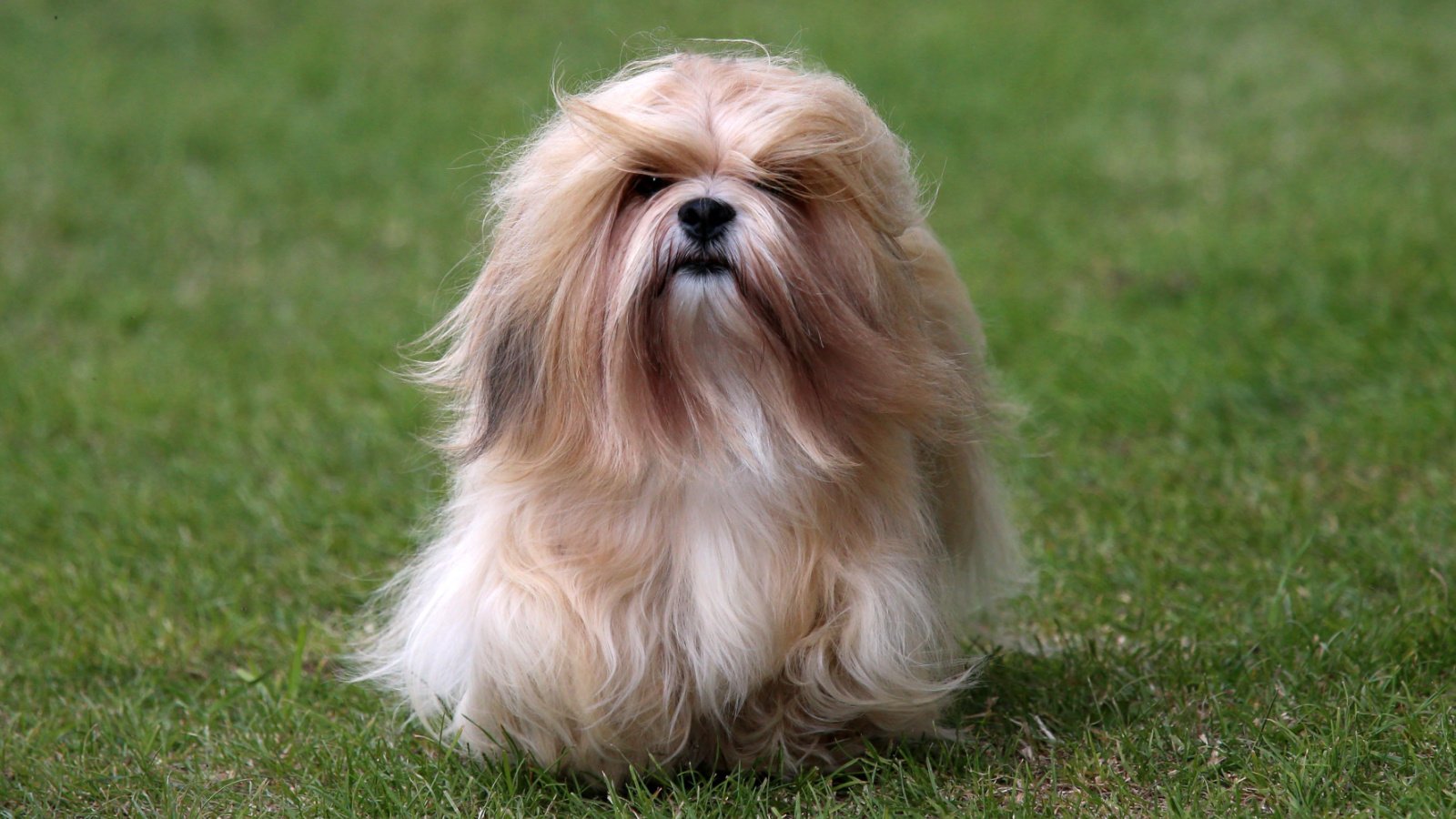 long haired Lhasa Apso little dog Sue Thatcher Shutterstock