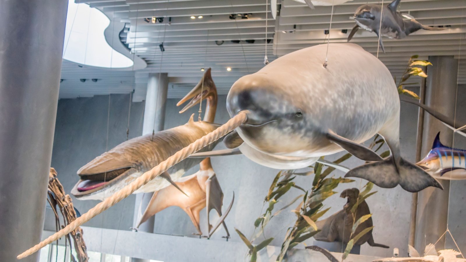 narwhal whale dolphin science skeleton exhibit Natural history museum Danny Ye Shuttertstock