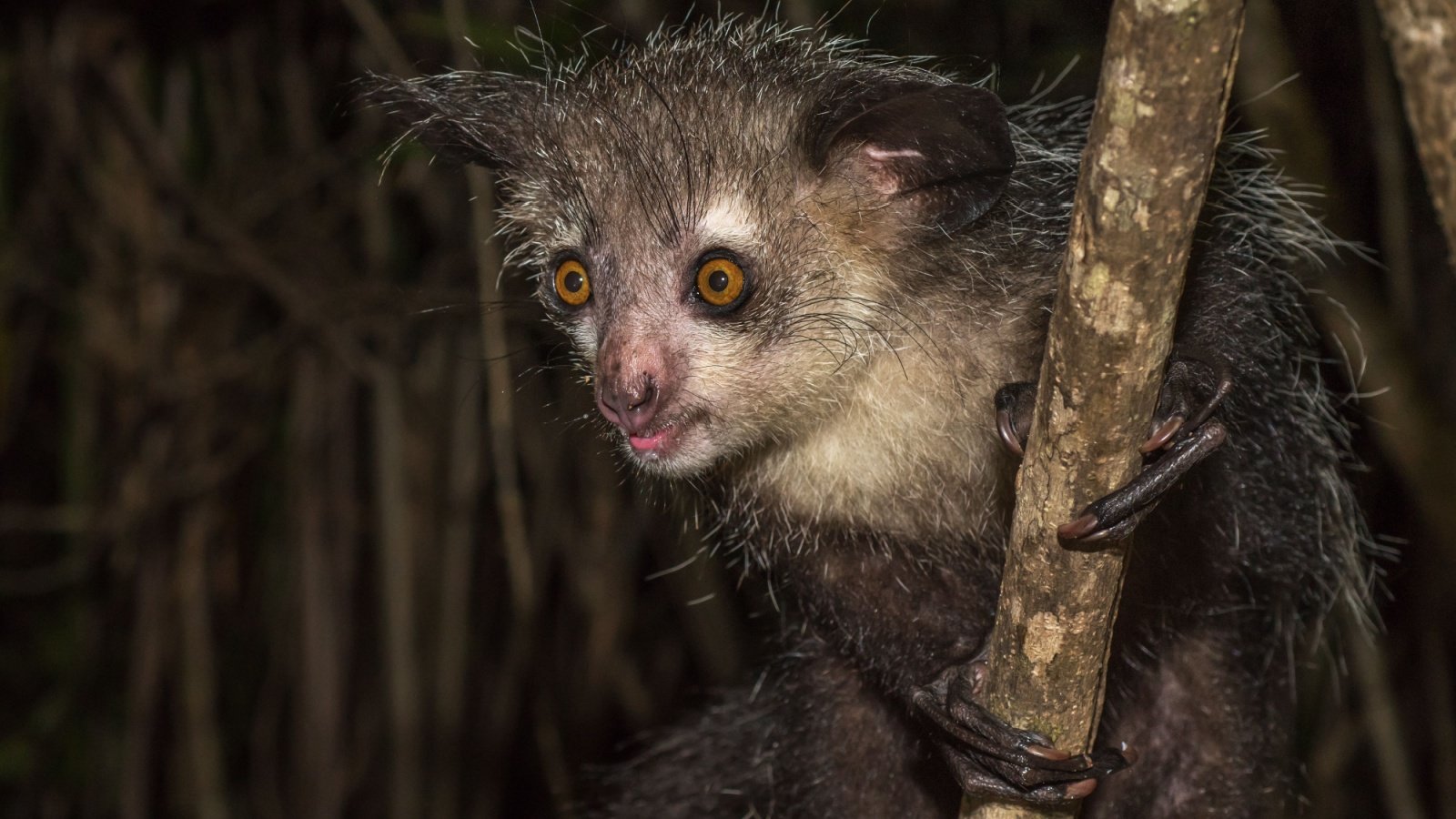 nocturnal lemur of Madagascar javarman Shutterstock