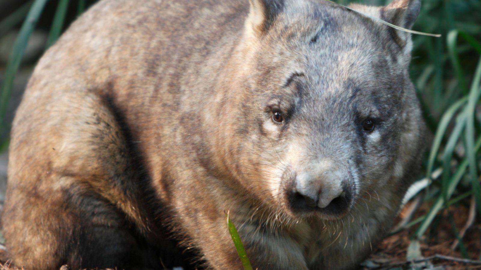 northern hairy nosed wombat Nisansala99 Shutterstock