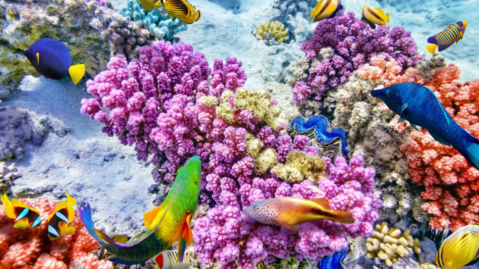 ocean underwater coral reef and tropical fish urchin