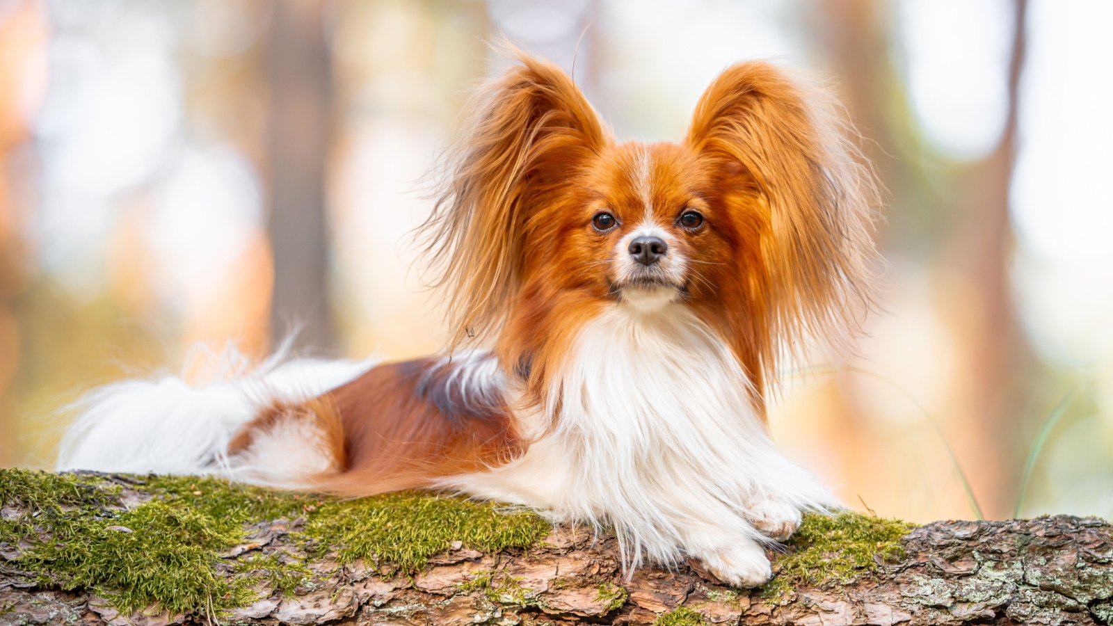 papillon dog Mariya Kuzema Shutterstock