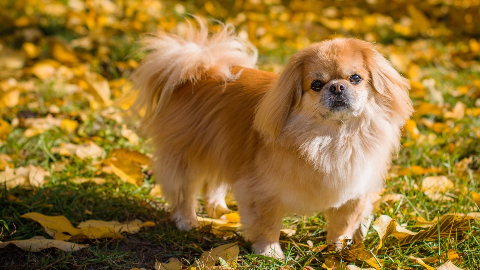 pekingese dog T.Den Team Shutterstock