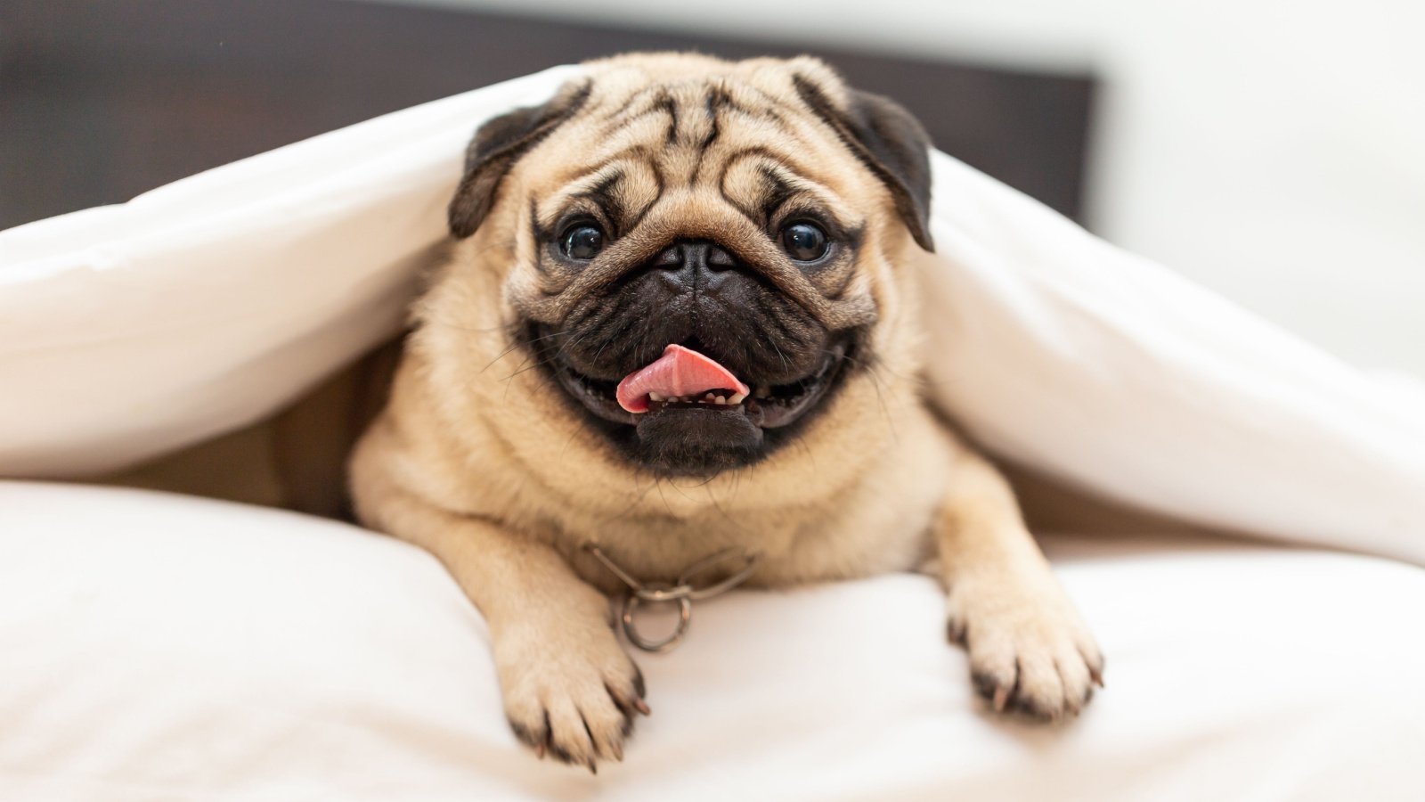 pug dog breed lying down 220 selfmade studio shutterstock