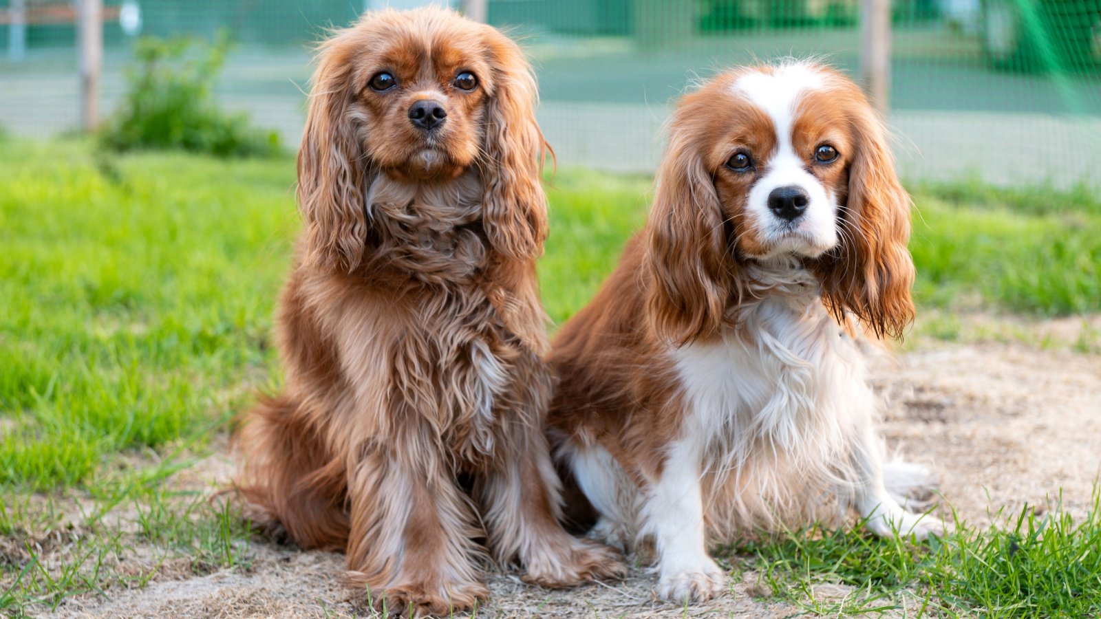 purebred dogs cavalier king charles spaniels SashkaB Shutterstock