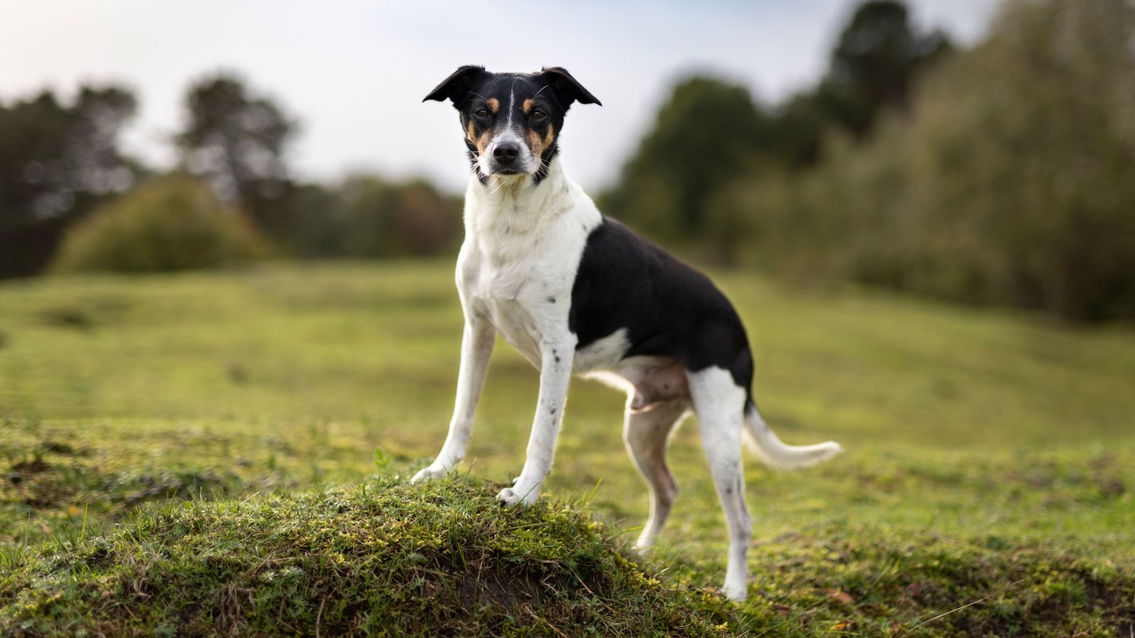 ratterrier dog on grass dog Liza de Bie Shutterstock