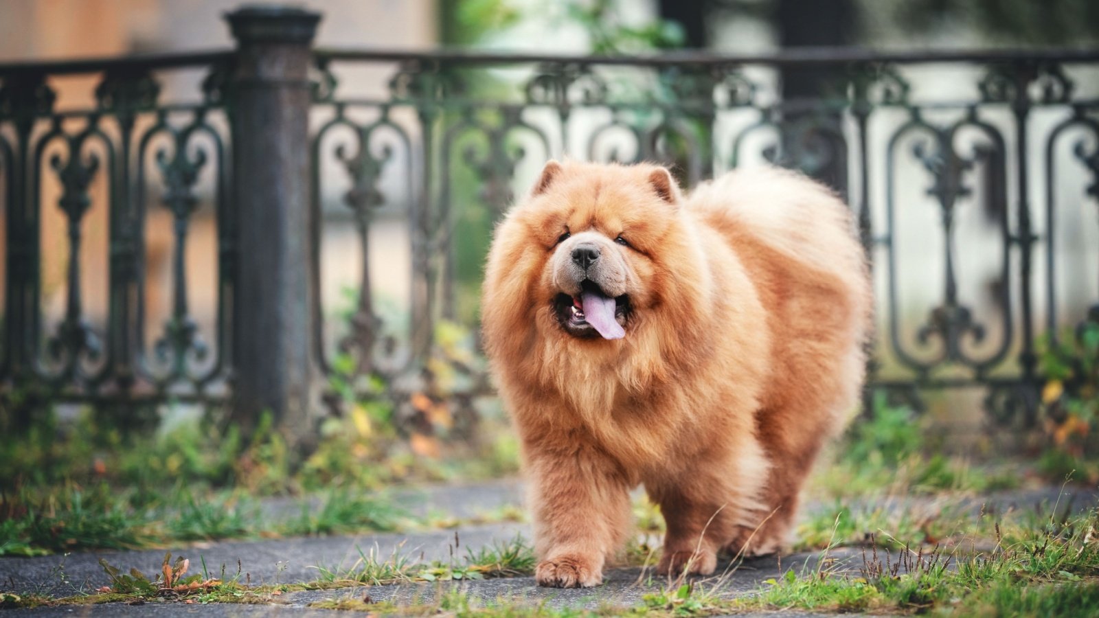 red chow chow dog Sashulity Shutterstock