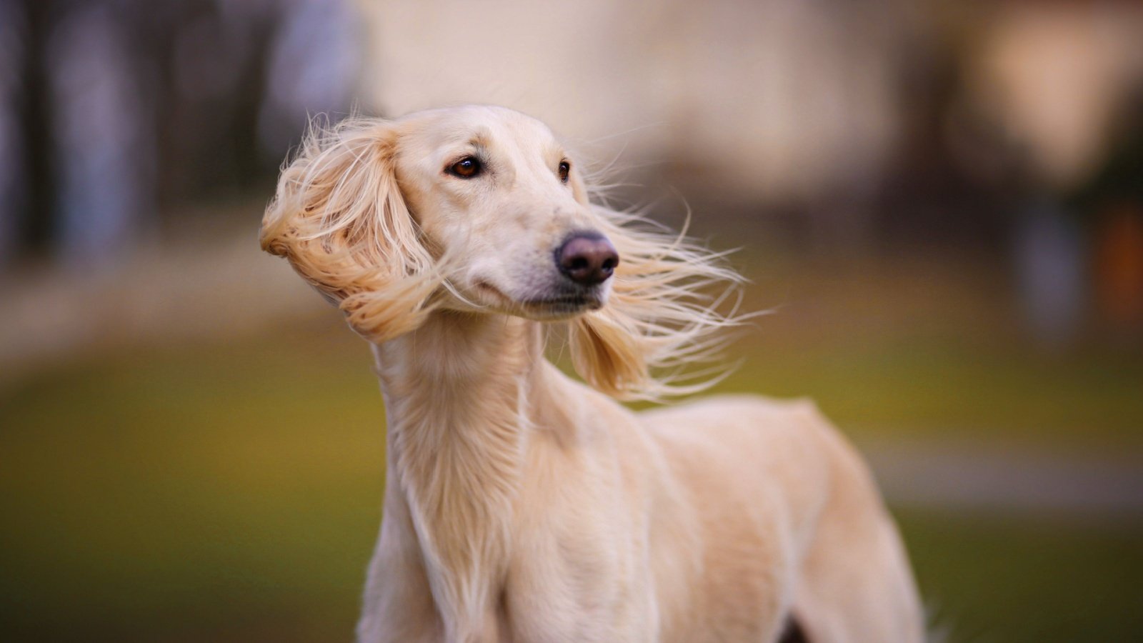 saluki dog SubertT Shutterstock saluki dog SubertT Shutterstock