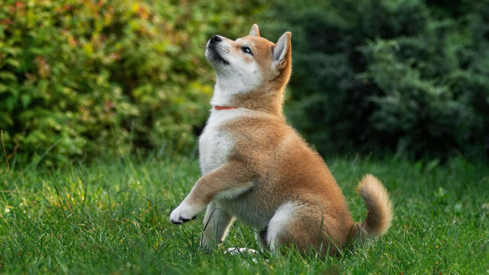 shiba inu puppy dog Olha Didenko Shutterstock