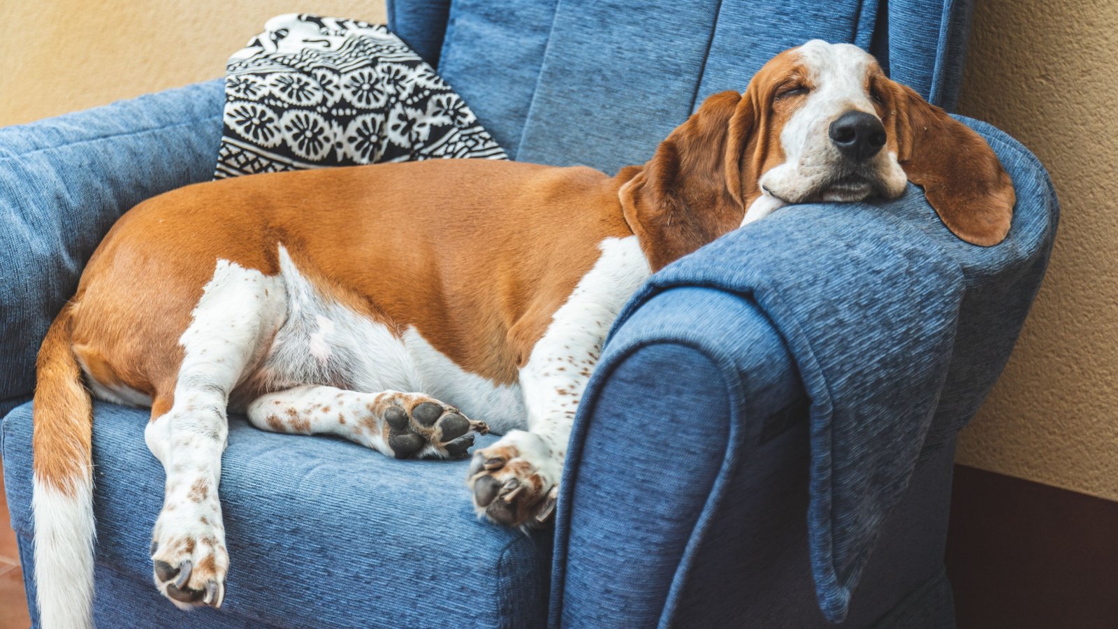 sleeping basset hound dog pet Daniel Myjones Shutterstock