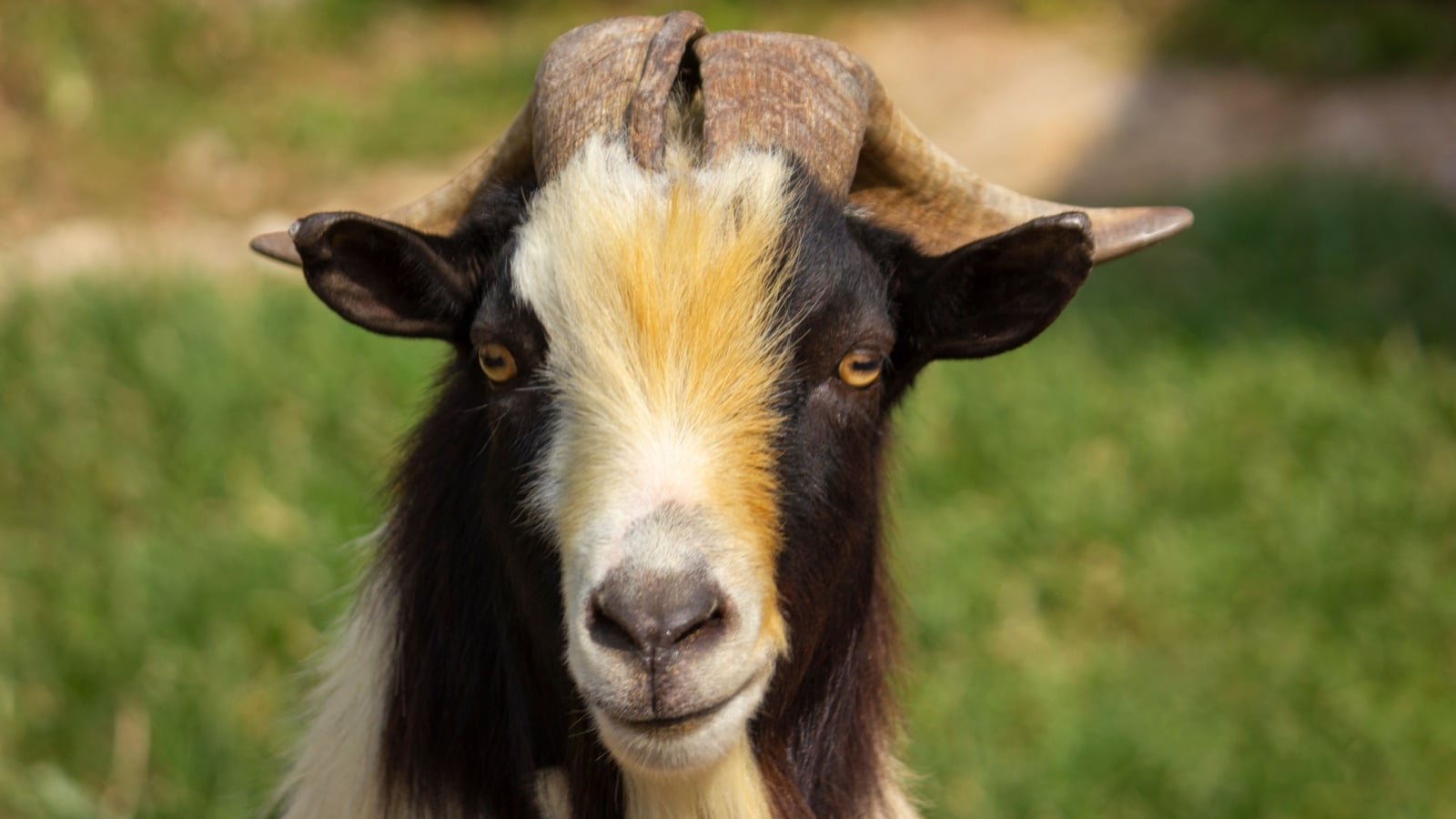 spotted goat farm animal Renhue Shutterstock