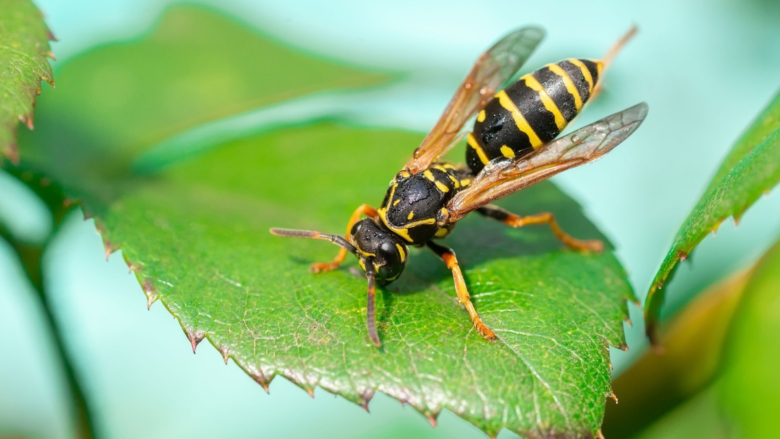 wasp hornet sting bee insect bug BushAlex Shutterstock