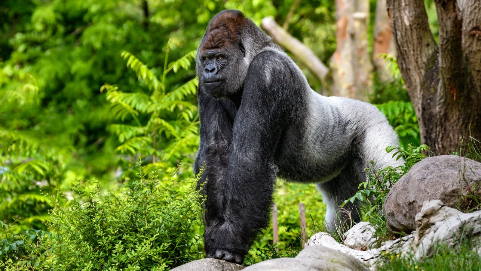 western lowland gorilla animal zoo Hung Chung Chih Shutterstock