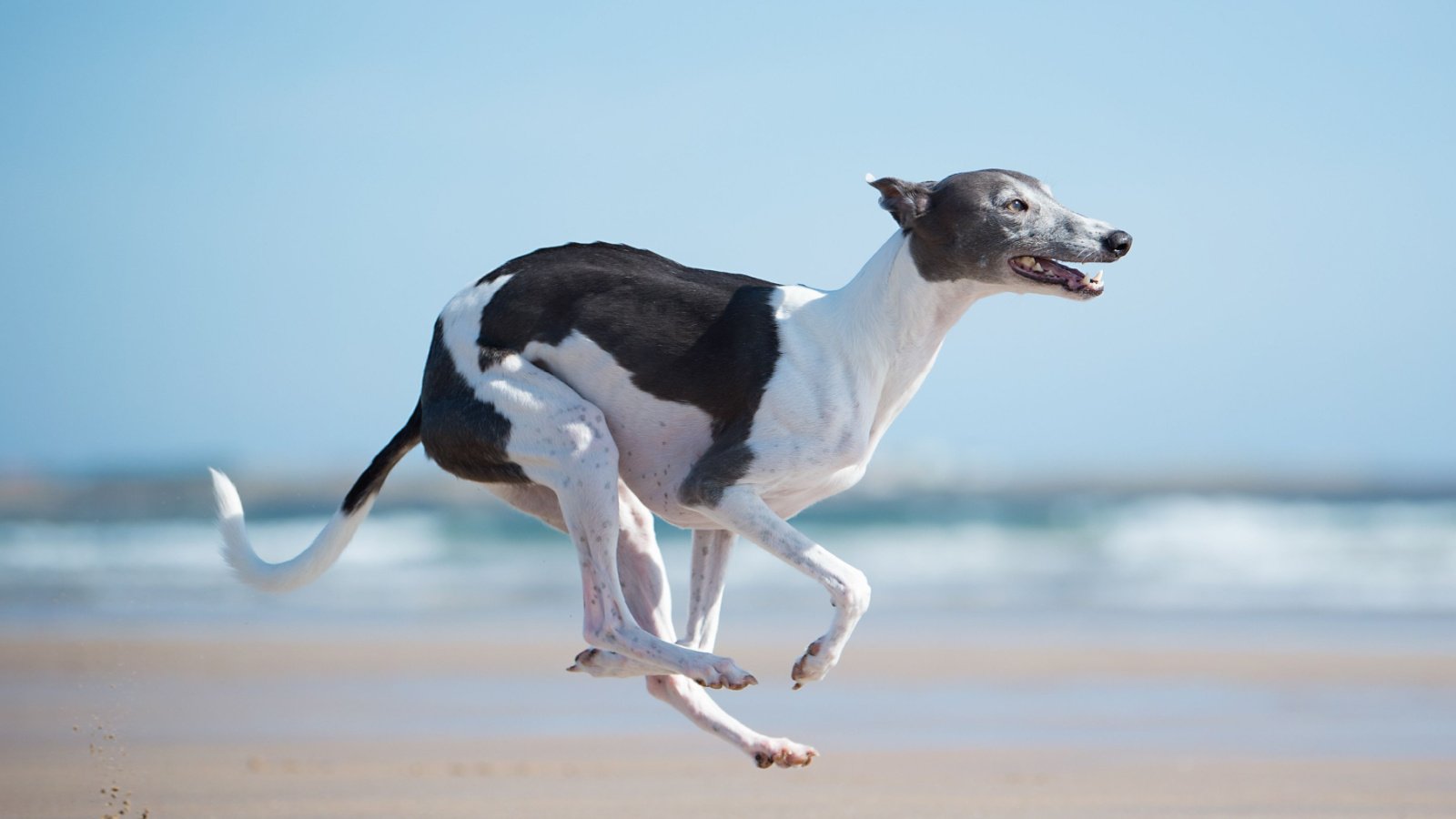 whippet greyhound family running dog rebecca ashworth earle shutterstock