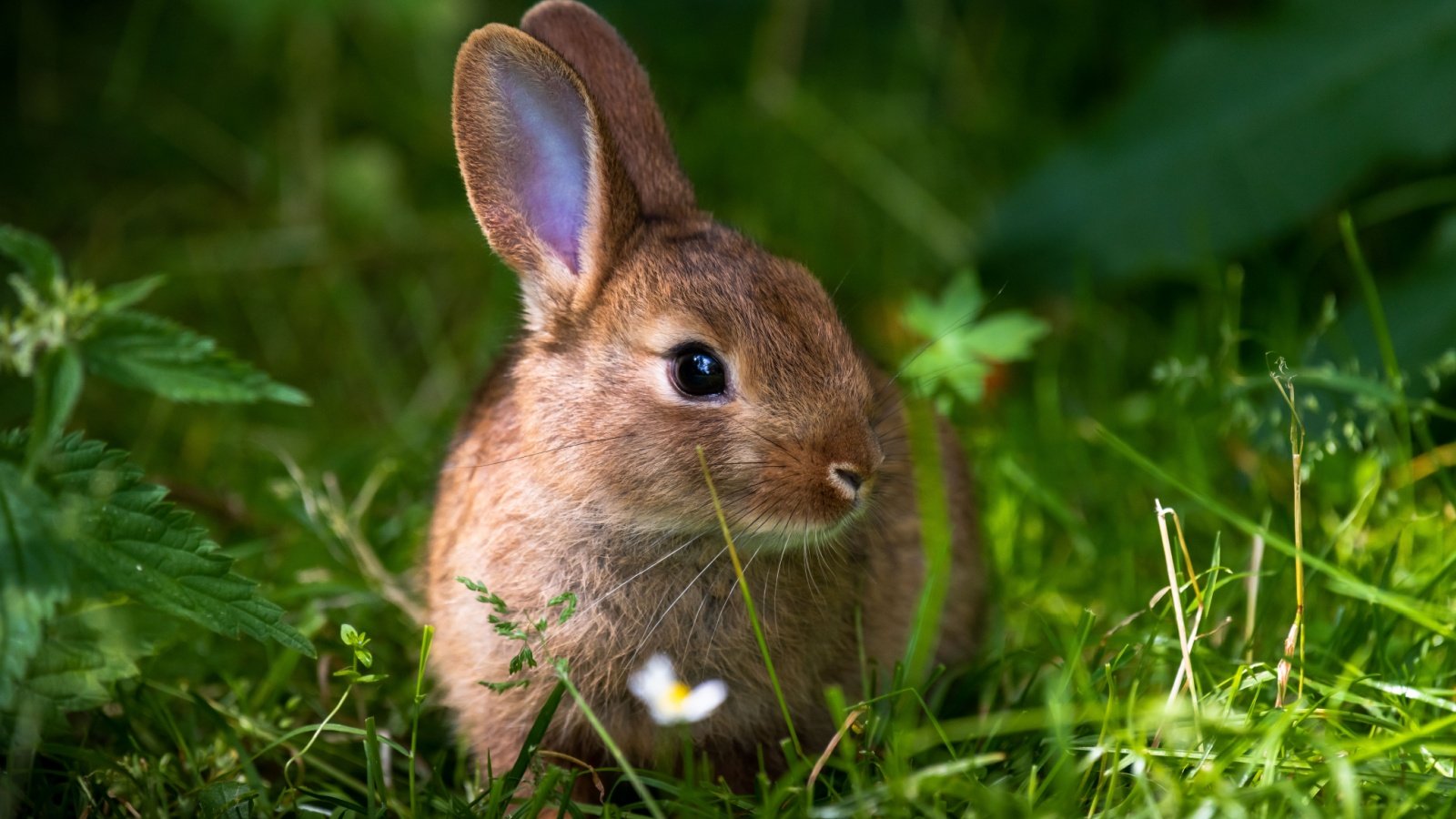 wild orange Rabbit Easter FullframeFactory Shutterstock