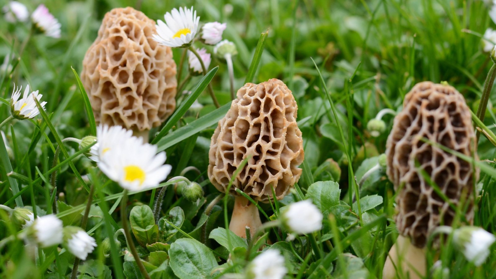 yellow morel true morel mushrooms food fungi milart Shutterstock